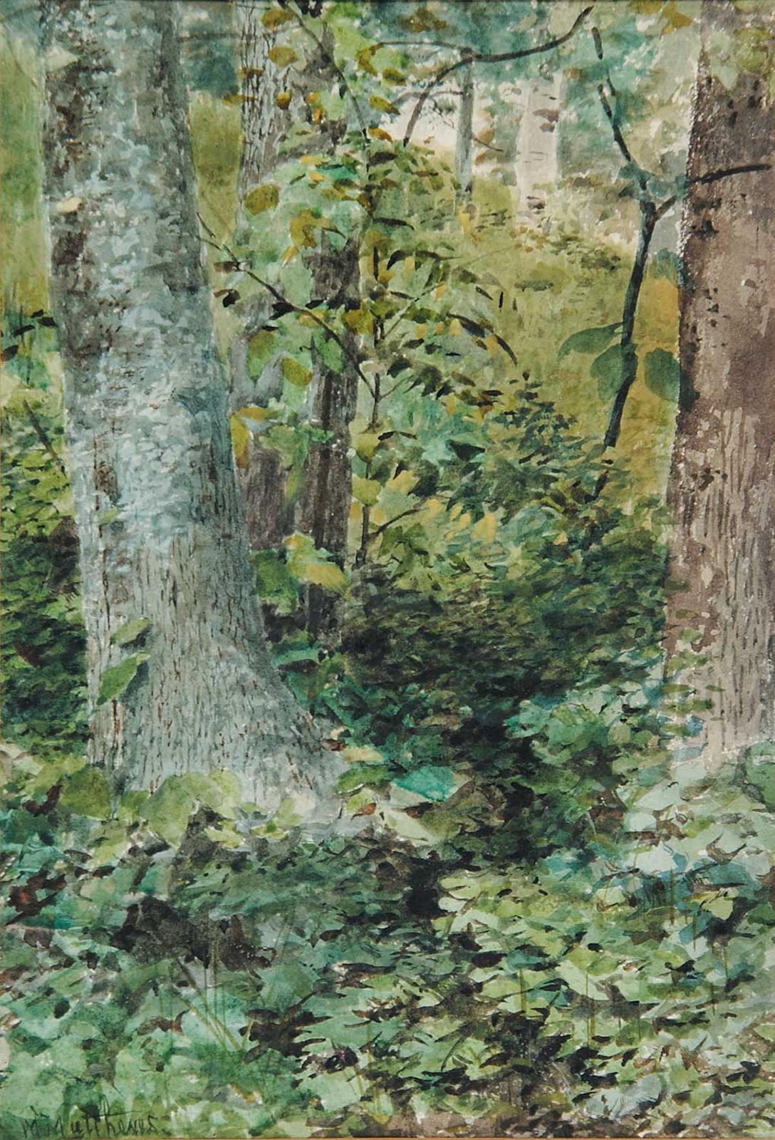Marmaduke Matthews (1837-1913) - Untitled - Forest Undergrowth