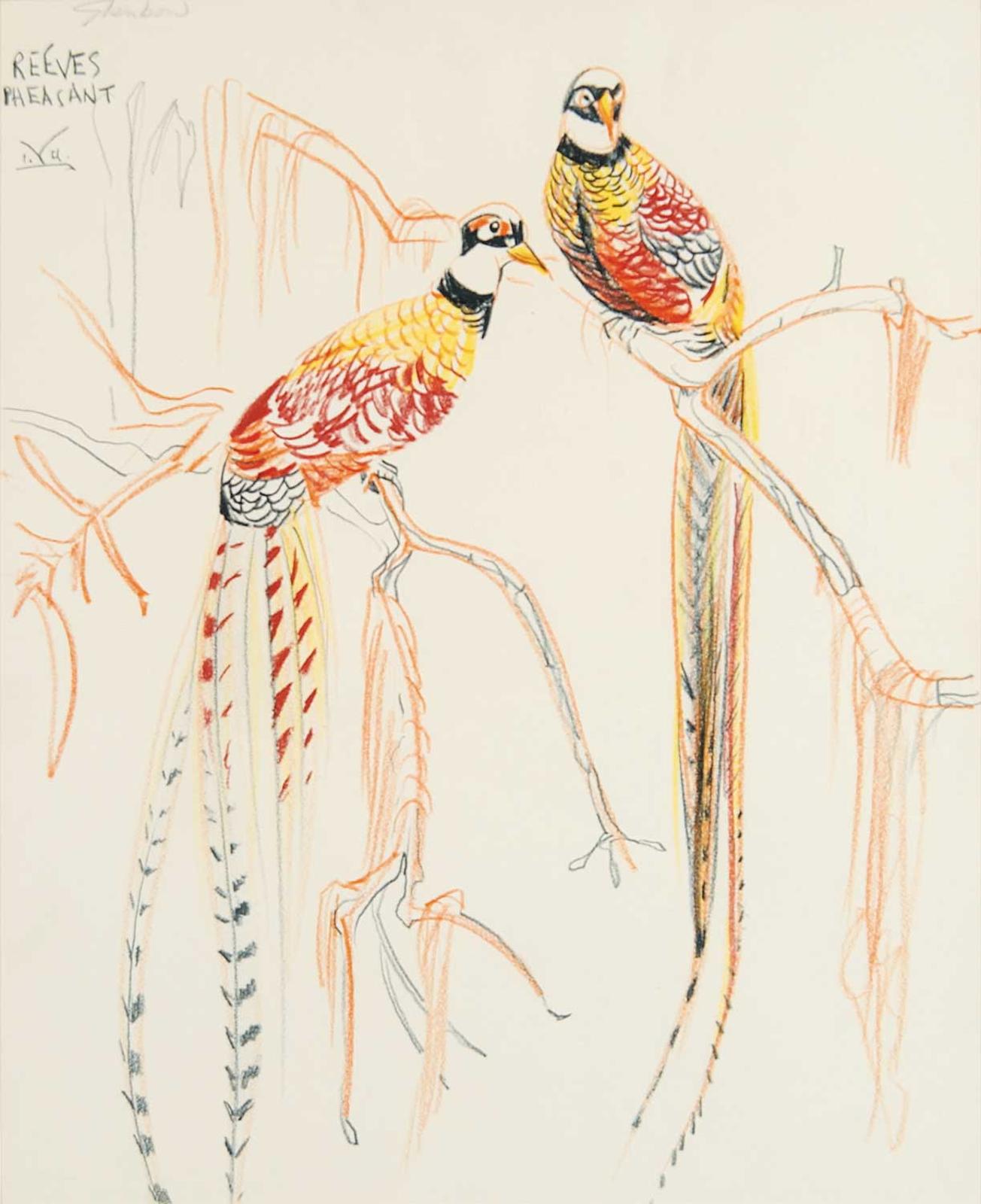 Illingworth Holey (Buck) Kerr (1905-1989) - Reeves Pheasant