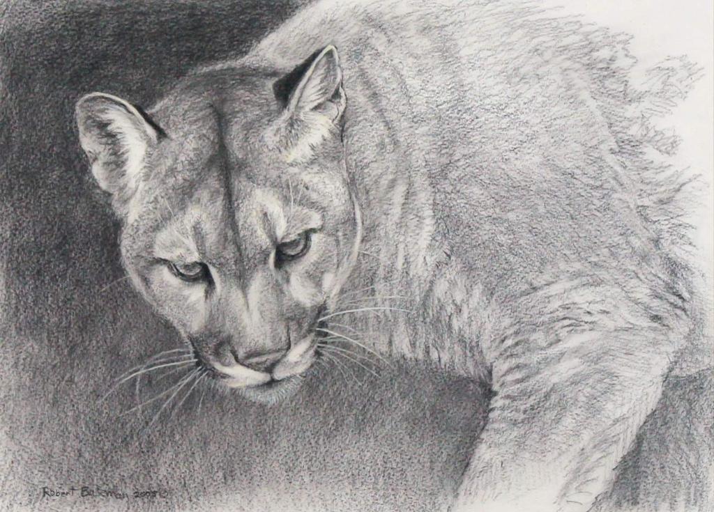 Robert Mclellan Bateman (1930-1922) - COUGAR; 2005