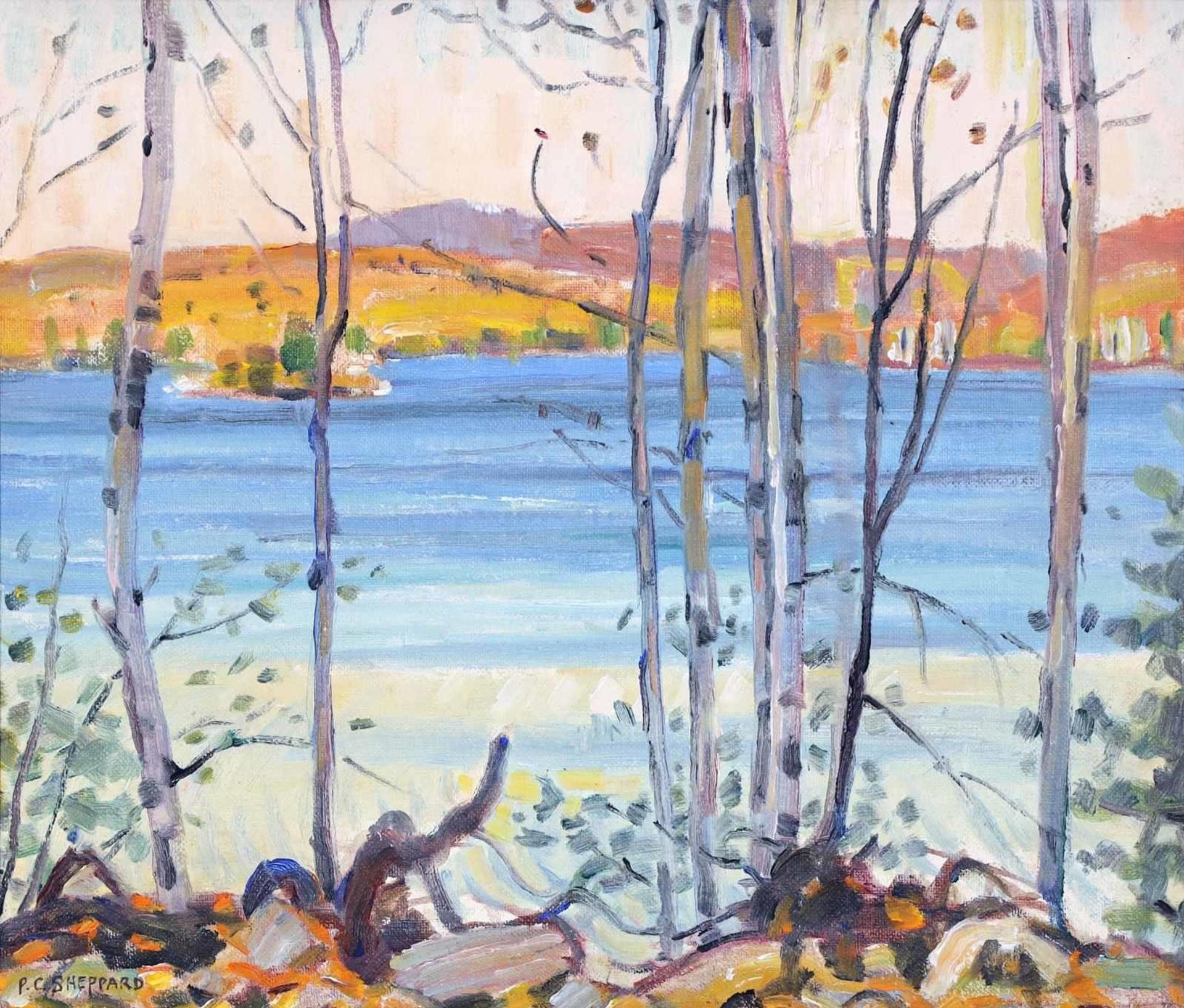 Peter Clapham (P.C.) Sheppard (1882-1965) - Silver Birches On Lake Paudash, October