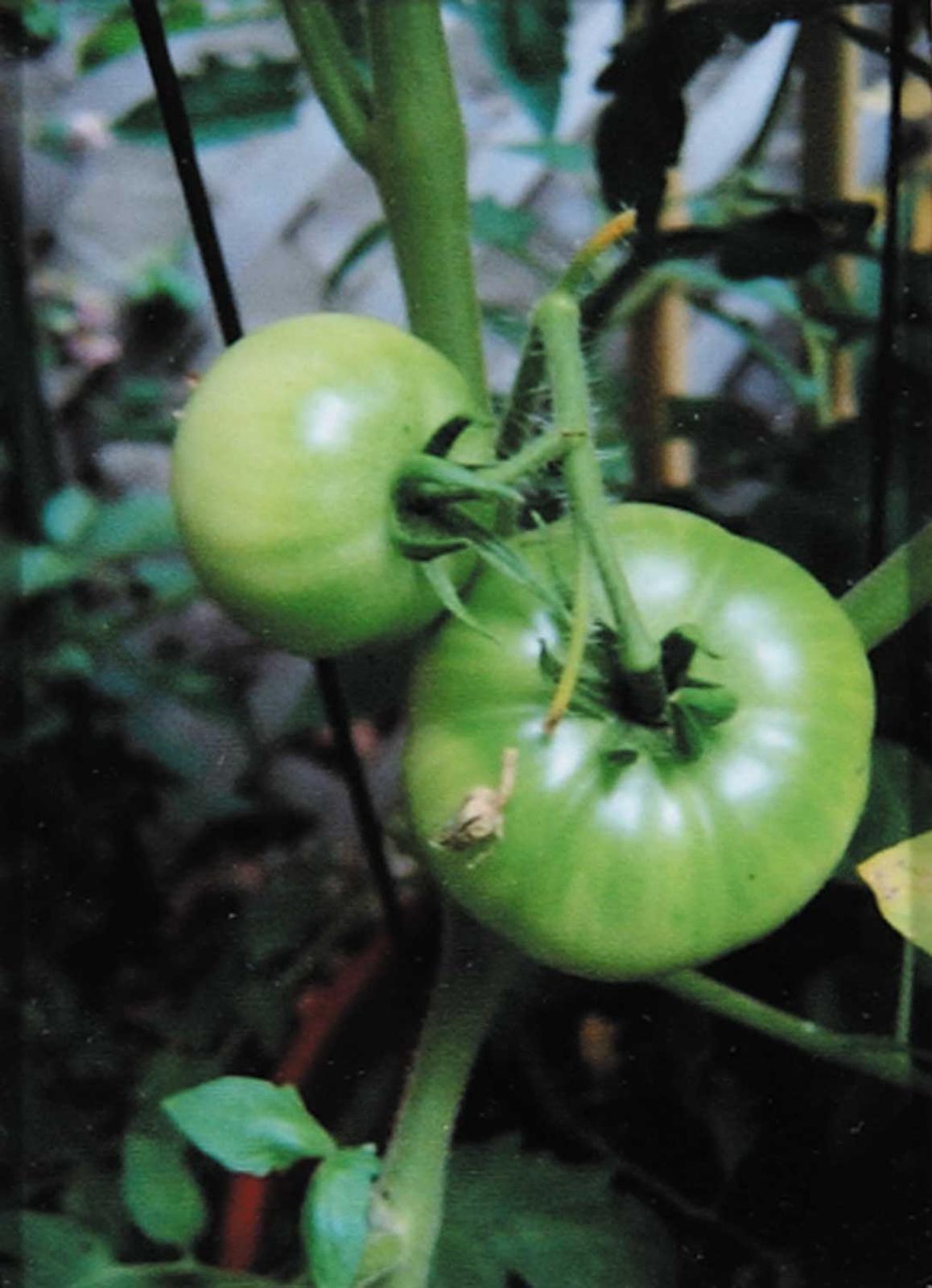 Bozenna Wisiniewska - Tomato - Tomatoe