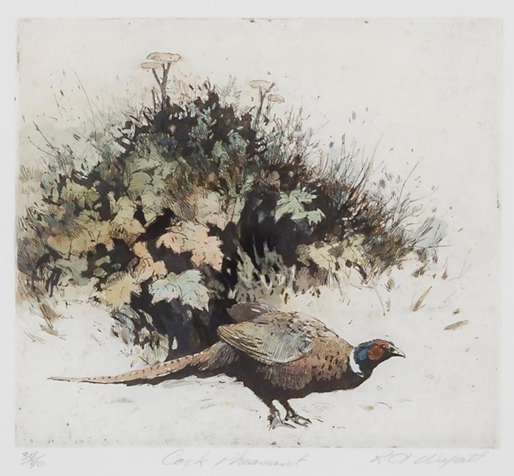 Robert A. Wyatt (1946) - Cock Pheasant