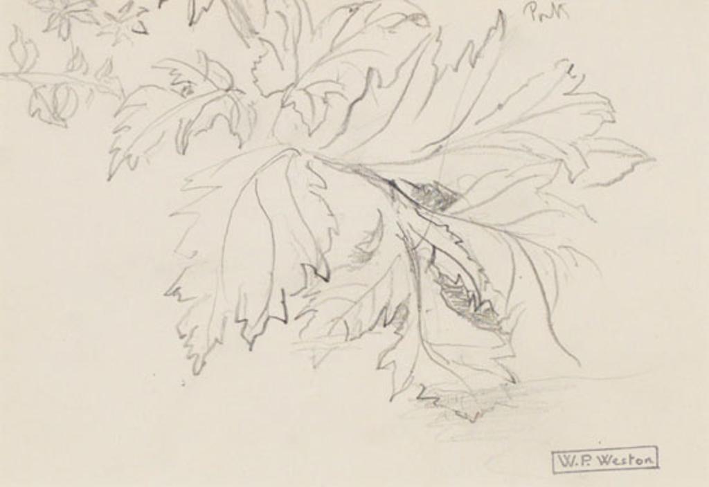 William Percival (W.P.) Weston (1879-1967) - Study of Leaves