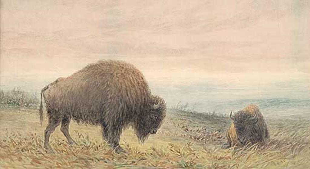 Frederick Arthur Verner (1836-1928) - Buffaloes