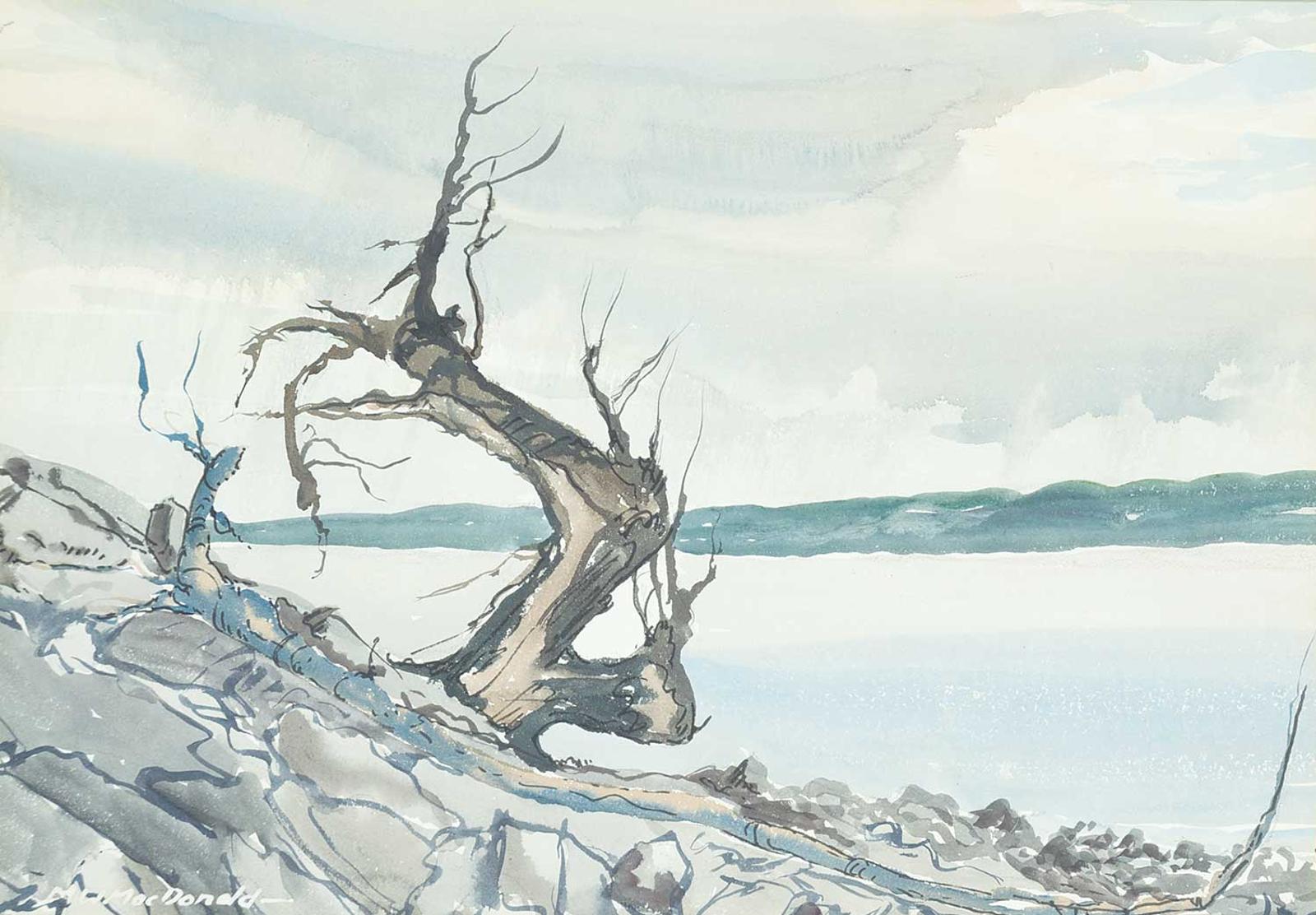 Murray William MacDonald (1898-1989) - Untitled - Tree on the Lake Shore