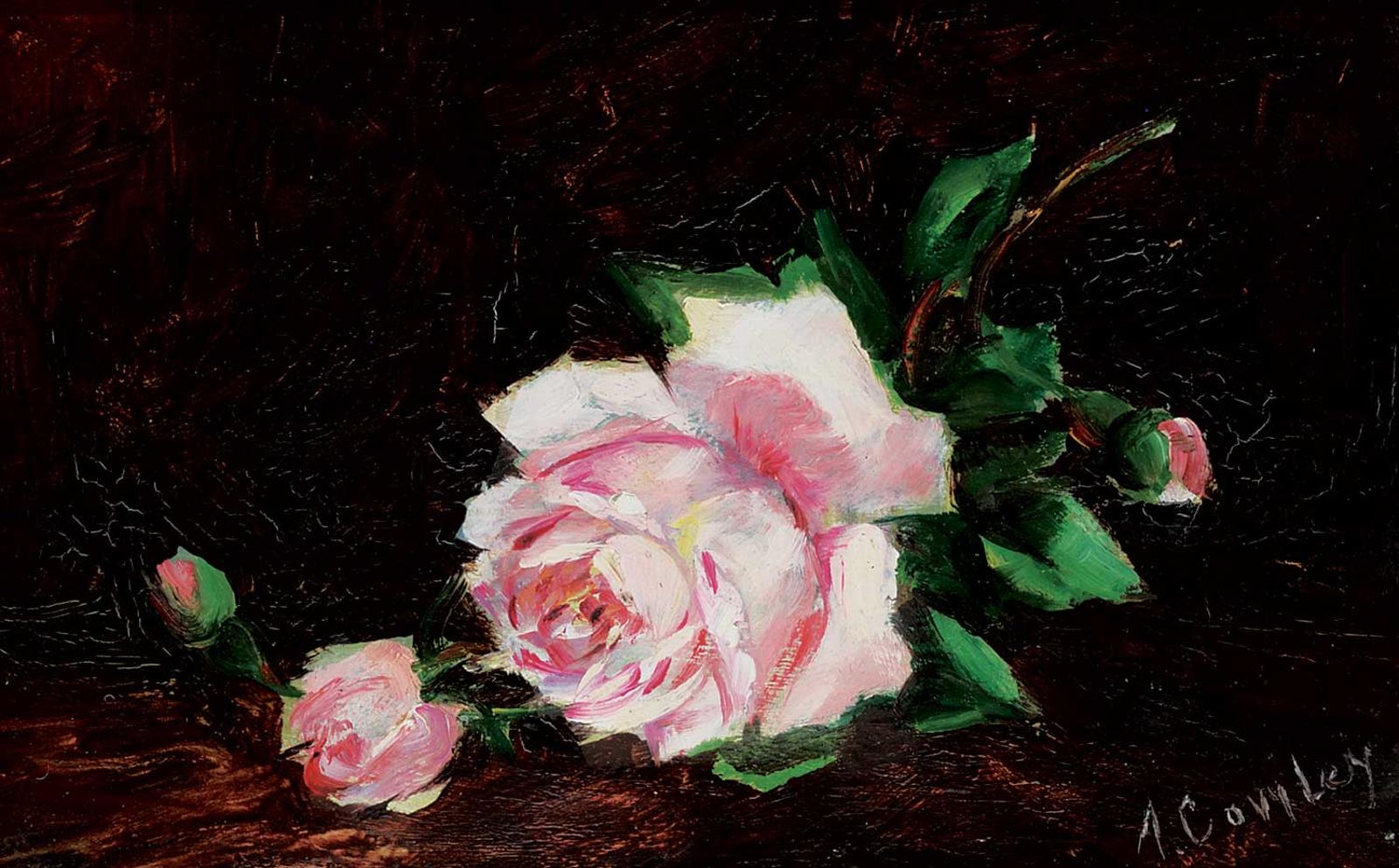 A. Cowley - Untitled - Pink Roses