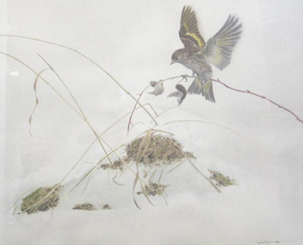Frank Alberto de Matteis (1952) - Pine Siskin