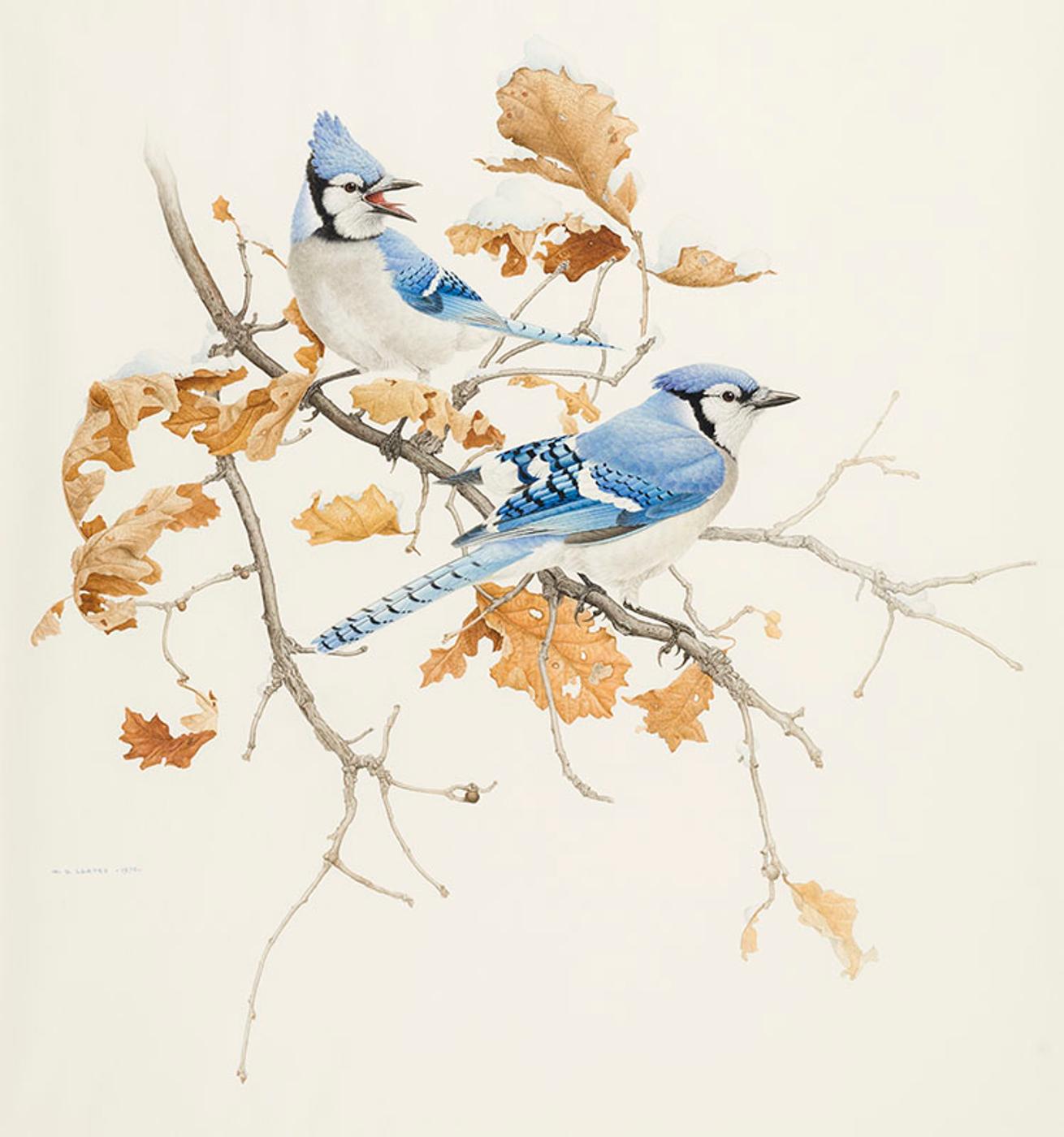 Martin Glen Loates (1945) - Blue Jays