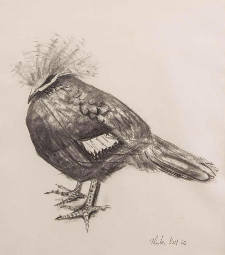 Alistair Macready Bell (1913-1997) - Crowned Pigeon