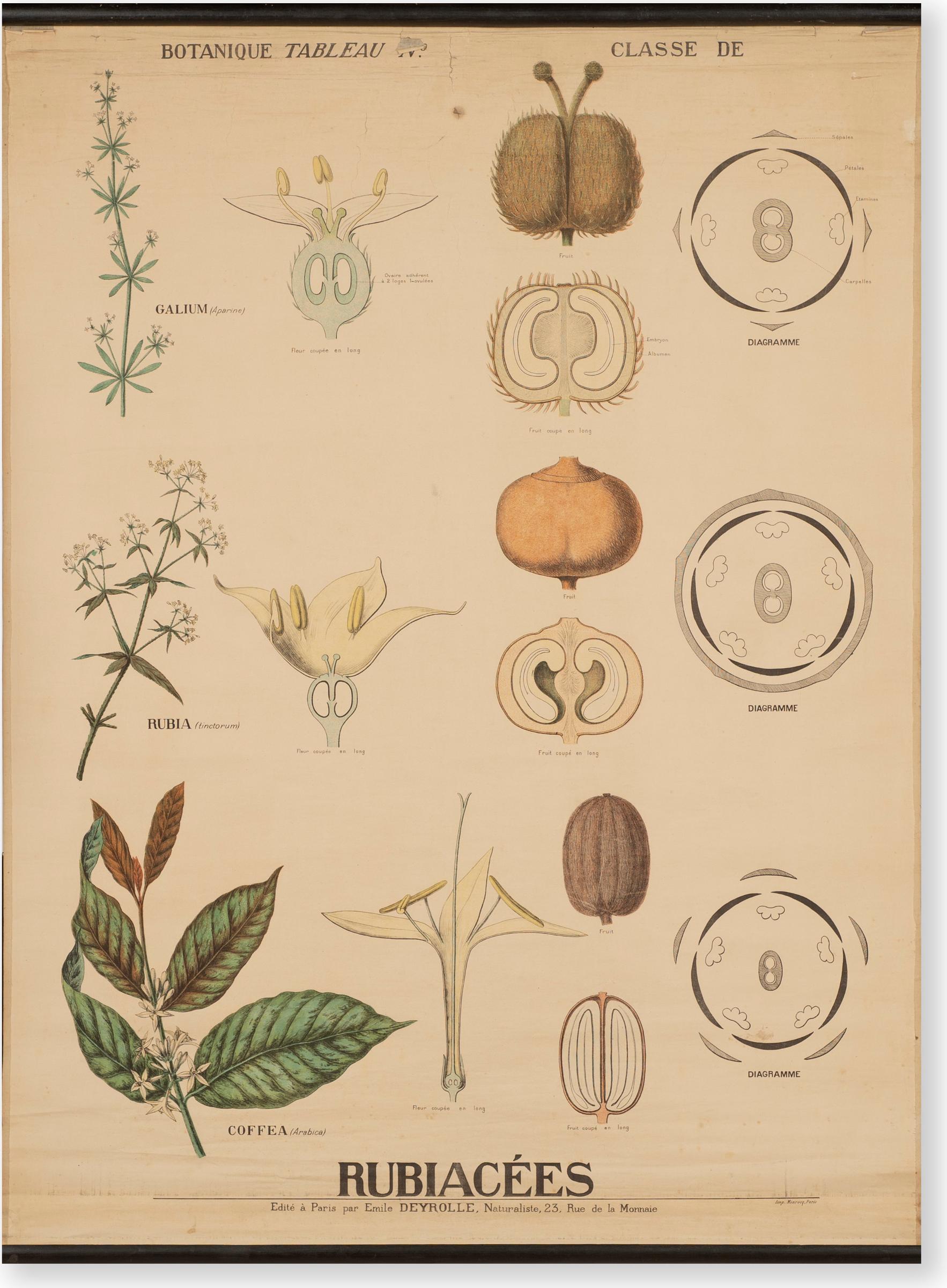 Emile Deyrolle - Antique Deyrolle Illustrated Wall Chart